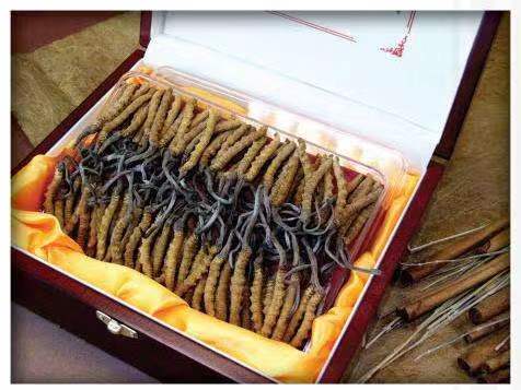 重兴镇冬虫夏草回收